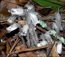 Indian Pipe [Monotropa uniflora]