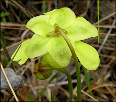 Hooded Pitcher Plant [Sarracenia minor]