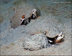 Strombus alatus Gmelin, 1791 depositing gelatinous egg strands