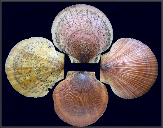 Placopecten magellanicus (Gmelin, 1791) Sea Scallop