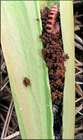 Hooded Pitcher Plant [Sarracenia minor] Internal View