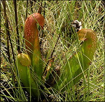 Hooded Pitcher Plant [Sarracenia minor]