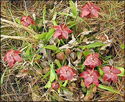 Parrot Pitcher Plant [Sarracenia psittacina]