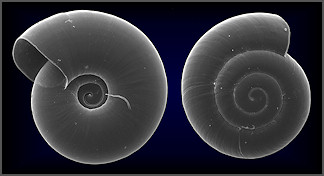 Lucilla scintilla (Lowe, 1852) [+ L. inermis (H. B. Baker, 1929)] Oldfield Coil 