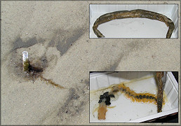 Chaetopterus variopedatus Parchment Worm