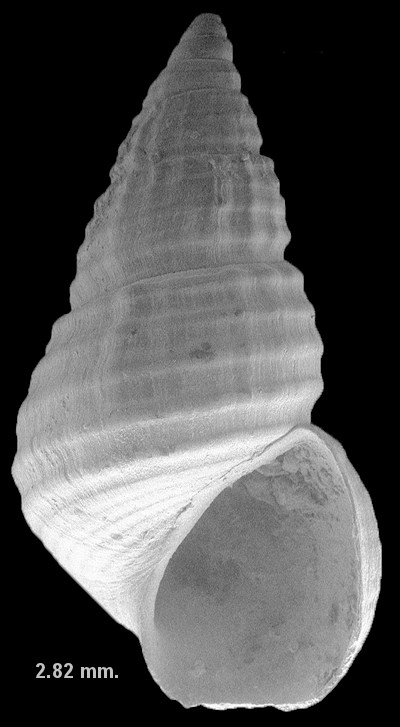 'Bittium' podagrinum Dall, 1892 Fossil