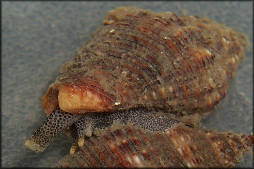 Gemophos tinctus (Conrad, 1846) [Tinted Cantharus] Found Inside The Inlet