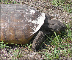 Gopher Tortoise [Gopherus polyphemus]