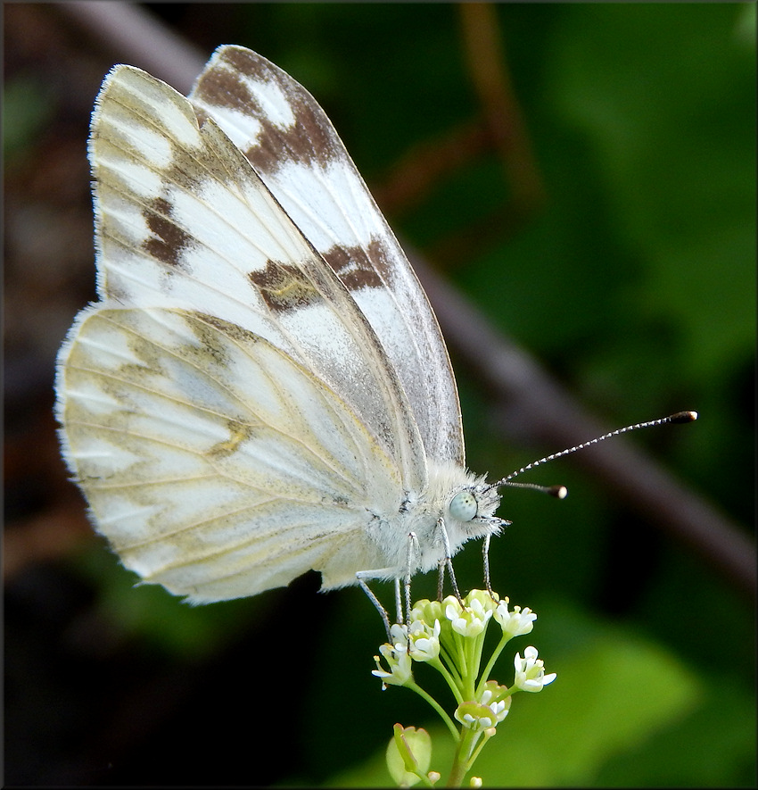 Checkered White [Pontia protodice]