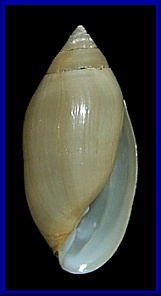 Ellobium dominicense