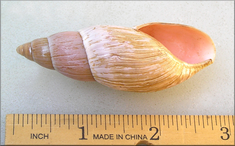 Euglandina rosea (Frussac, 1821) Rosy Wolfsnail - Large Specimen