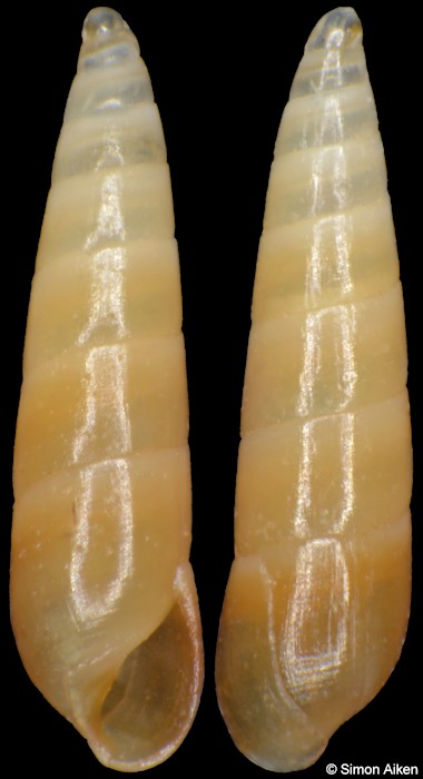 Syrnola tincta Angas, 1871
