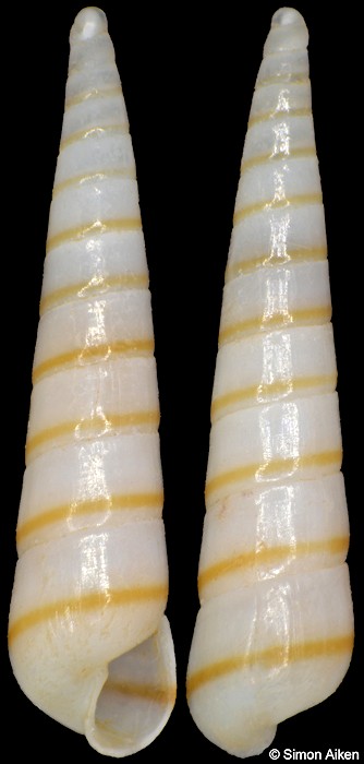 Syrnola species