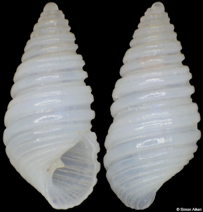 Oscilla ficara (Bartsch, 1915)