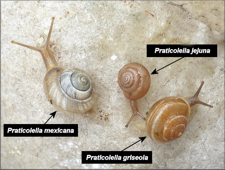 Praticolella jejuna (Say, 1821) Florida Scrubsnail
