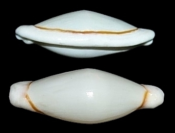 Cyphoma aureocinctum (Dall, 1889)