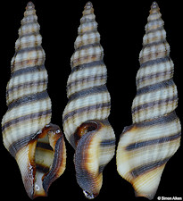 Pseudoetrema species A
