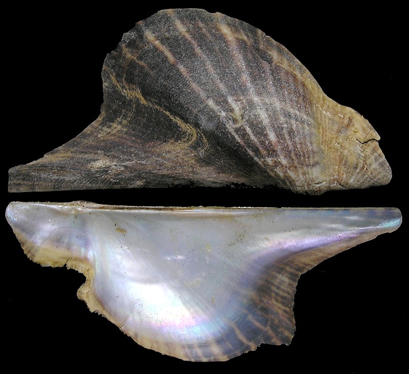 Pteria colymbus (Rding, 1798) Atlantic Wing-oyster