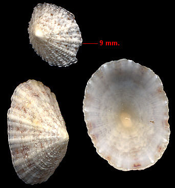 Eoacmaea pustulata (Helbling, 1779) Spotted Limpet