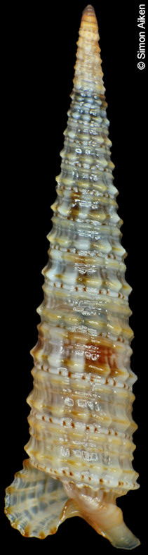 Euthymella pyramidalis (A. Adams and Reeve, 1850)