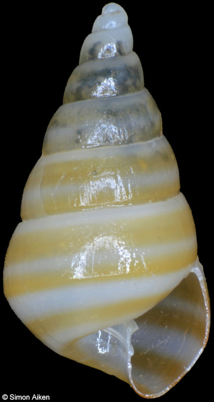 Pyramidella guardiarioorum Poppe, Tagaro and Stahlschmidt, 2015
