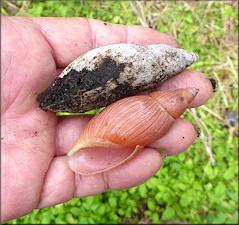 Euglandina rosea (Frussac, 1821) Rosy Wolfsnail - Large Specimens