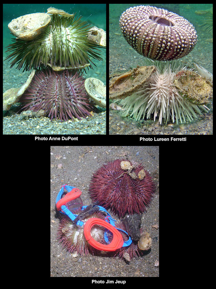 Lytechinus variegatus (Lamarck, 1816) Variegated Sea Urchin