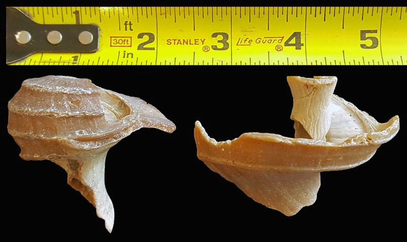 Ecphora quadricostata (Say, 1824) "Four-ridged Ecphora" Fossil