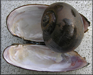 Dead specimens from the drainage ditch