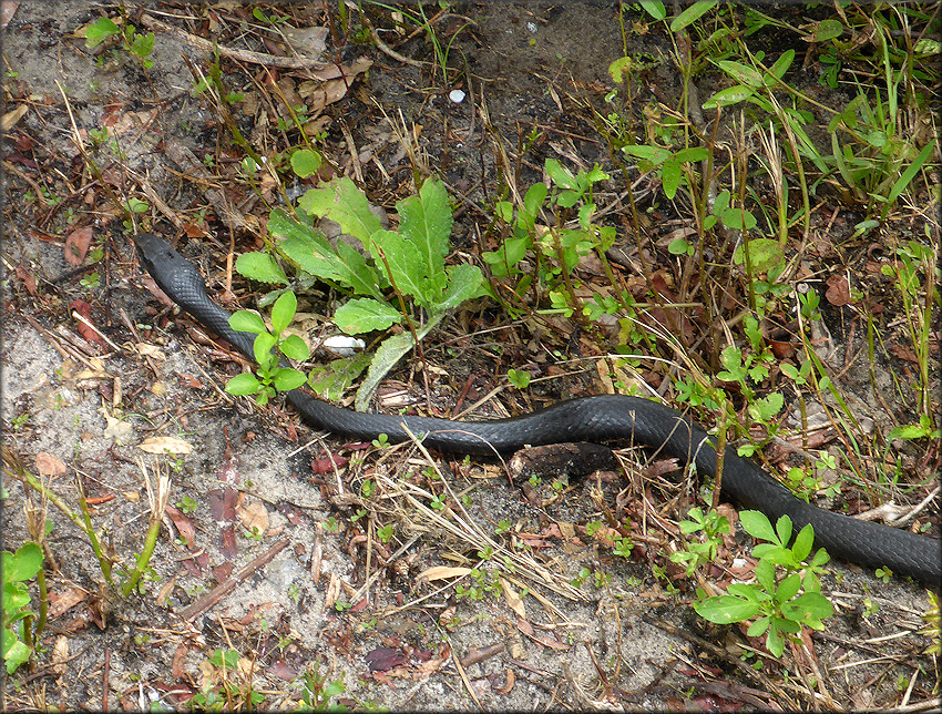 Southern Black Racer [Coluber constrictor priapus]