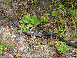 Southern Black Racer [Coluber constrictor priapus]