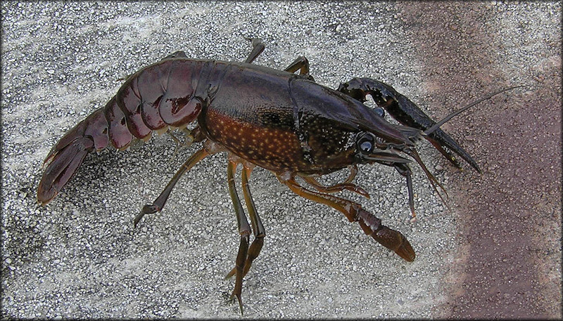 Unidentified Crayfish Species - Possibly Procambarus fallax