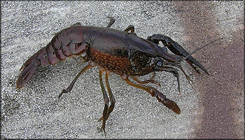 Unidentified Crayfish Species