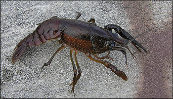 Unidentified Crayfish Species - Possibly Procambarus fallax