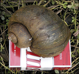 Pomacea canaliculata (Lamarck, 1822) Largest Specimen Of 2005