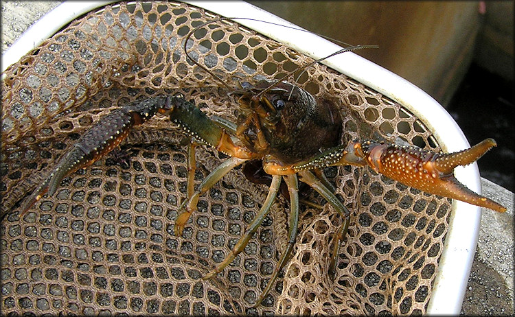 Unidentified Crayfish Species - Possibly Procambarus fallax