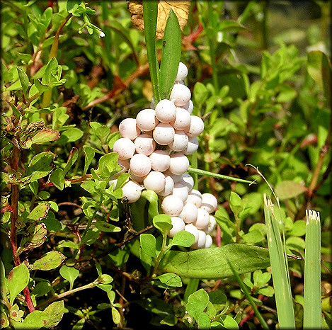 Egg Clutch Found On The Lake Shoreline