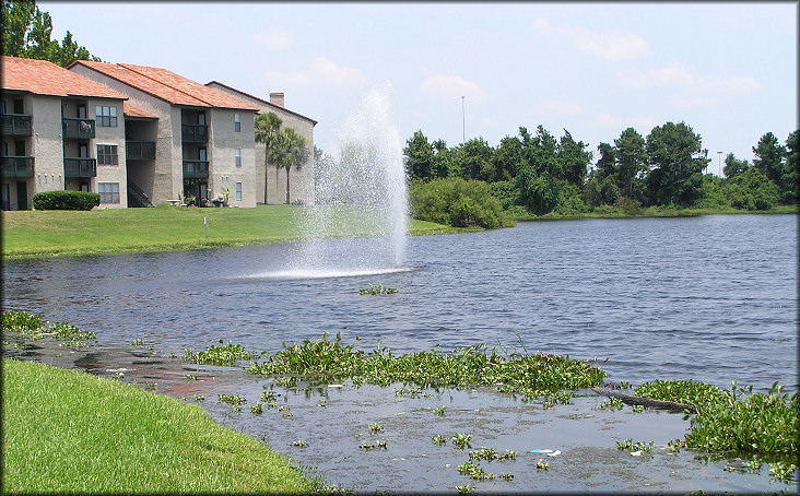 Looking North From The Lake Shoreline