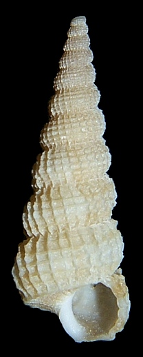 Amaea retifera (Dall, 1889)
