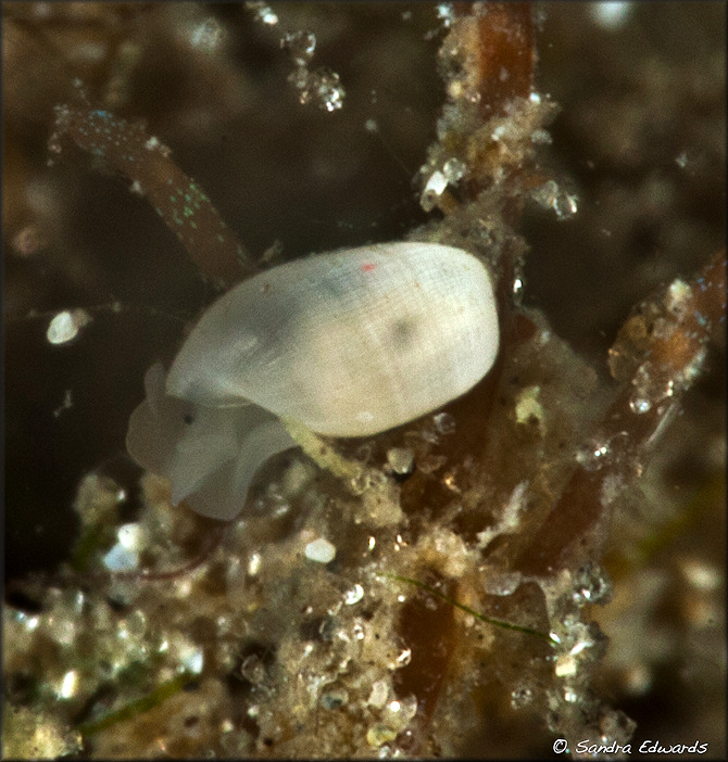 Notodiaphana atlantica Ortea, Moro and Espinosa, 2013