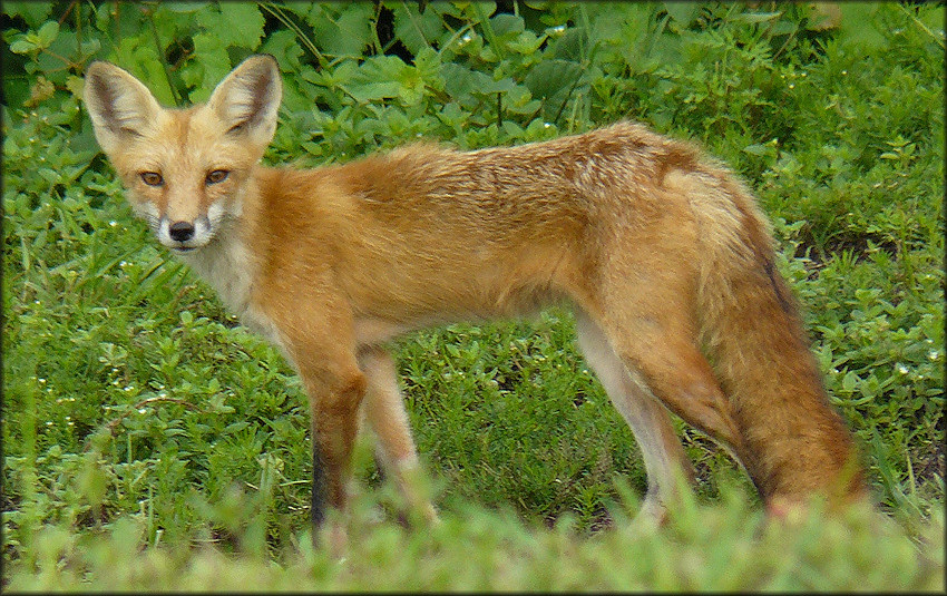 Red Fox [Vulpes vulpes]