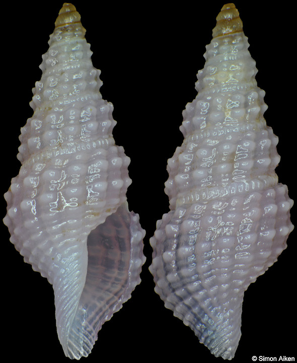 Rimosodaphnella tenuipurpurata Bonfitto and Morassi, 2013