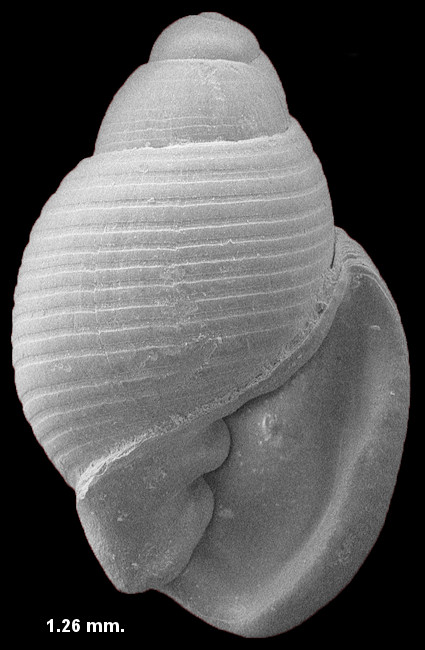 Ringicula semistriata D'Orbigny, 1842 Striate Helmet-bubble