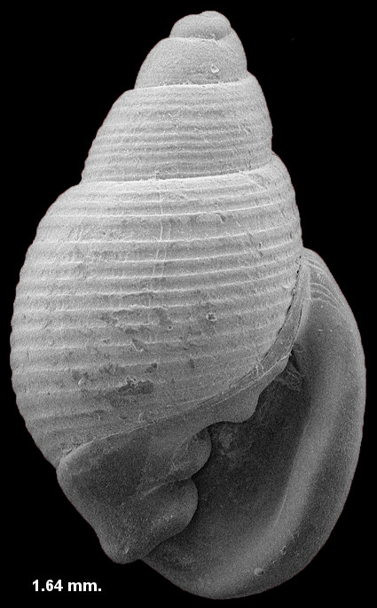 Ringicula semistriata D'Orbigny, 1842 Striate Helmet-bubble