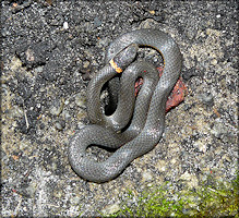 Southern Ringneck Snake [Diadophis punctatus punctatus]