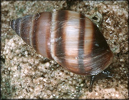 Bulimulus guadalupensis (Bruguire, 1789) West Indian Bulimulus