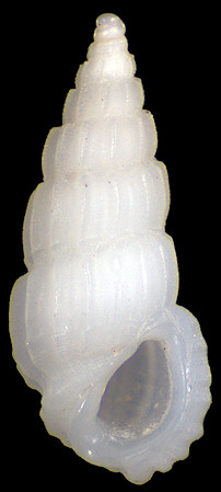 Phosinella sp. cf. P. turricula (Pease, 1860)