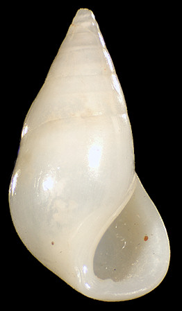 Zebina tridentata (Michaud, 1830)