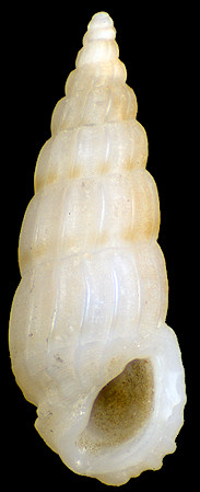 Rissoina plicatula A. Gould, 1861