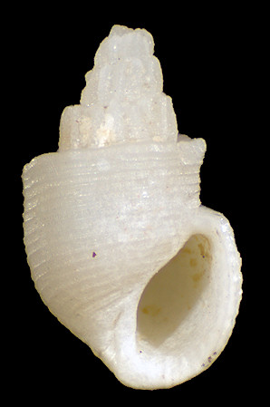 Rissoina (Tomlinella) insignis (A. Adams and Reeve, 1850)